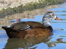 White-Winged Duck (WWT Slimbridge May 2015) - pic by Nigel Key